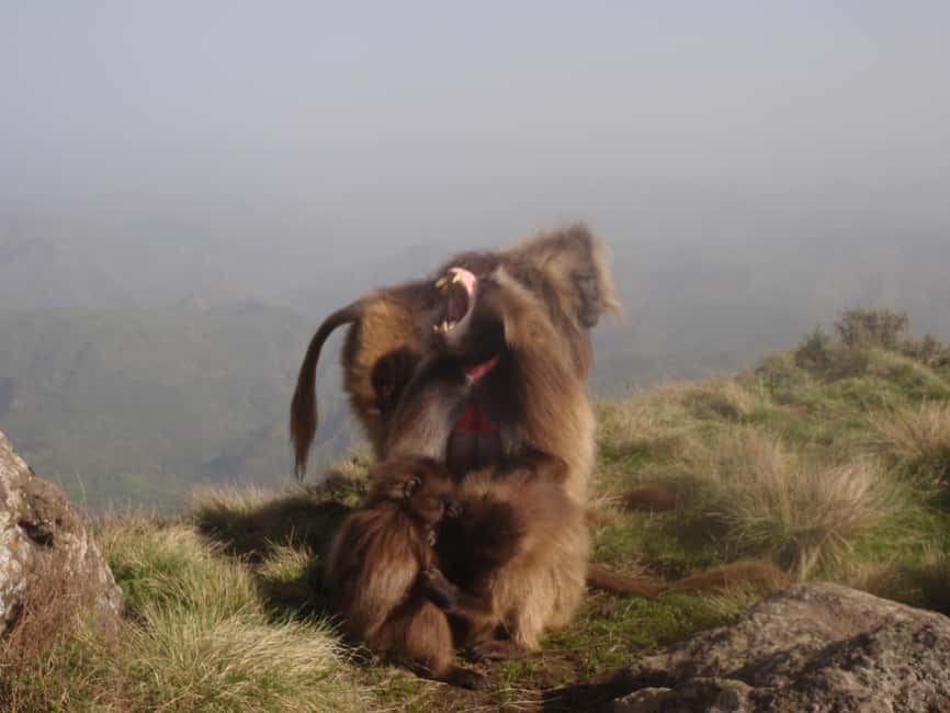 image n.4 of Simien Mountains One Day Trip:Wildlife Spotting,Hiking Tour activity in Amhara Region, uploaded by supplier