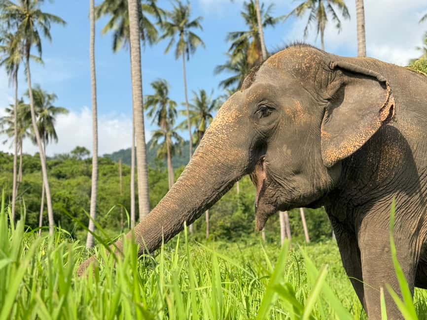 image n.15 of Koh Samui: Ethical Elephant Home Guided Tour with Transfers activity in Surat Thani City, uploaded by supplier