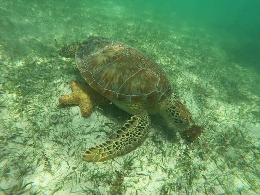 image n.6 of Akumal: Guided Turtle Snorkeling Tour and pictures activity in Akumal, uploaded by supplier