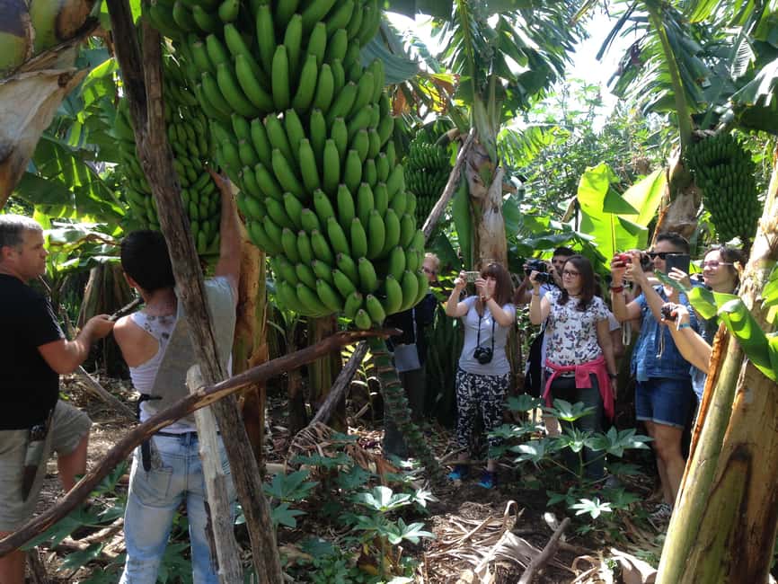 Bild Nr. 1 von La Palma: Tour durch den essbaren Wald PlatanoLógico Aktivität in Kanaren, hochgeladen vom Anbieter