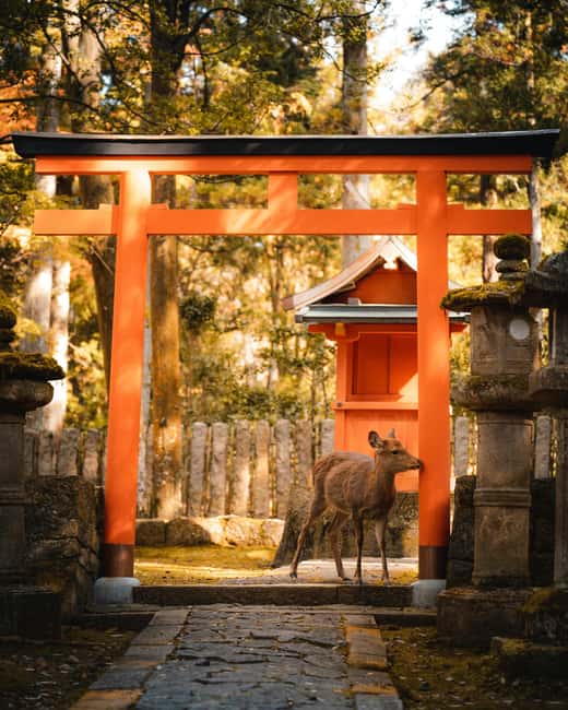Immagine nº 10 di Da Tokyo: Tour privato di 7 giorni di Tokyo, Kyoto, Osaka e Nikko attività a Tokyo, caricata dal fornitore