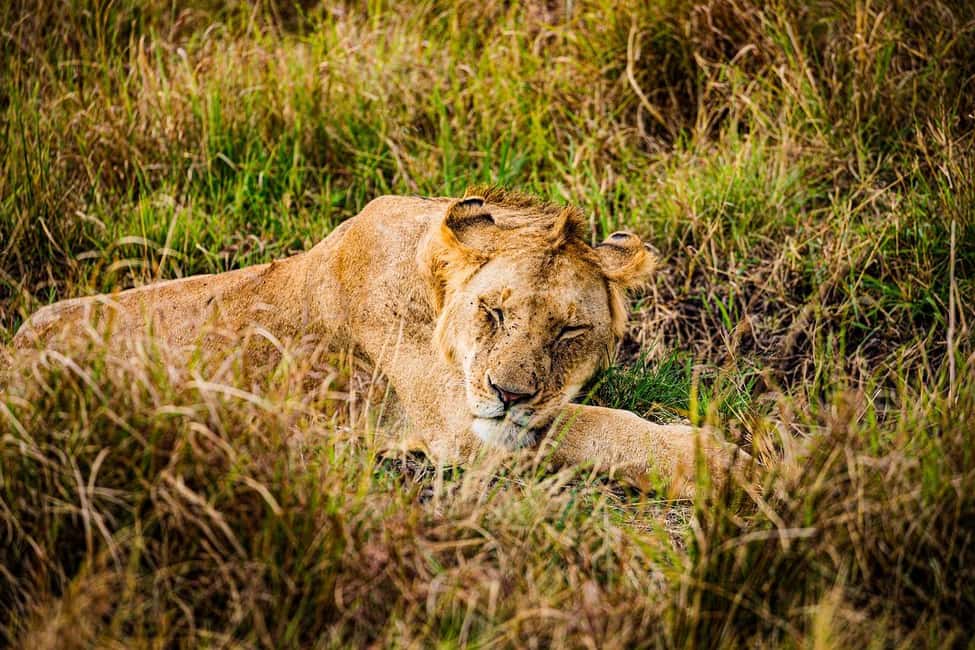 Image N°32 de Au départ de Nairobi : Safari en groupe de 3 jours et 2 nuits dans le Maasai Mara activité à Province centrale du Kenya, publiée par le prestataire