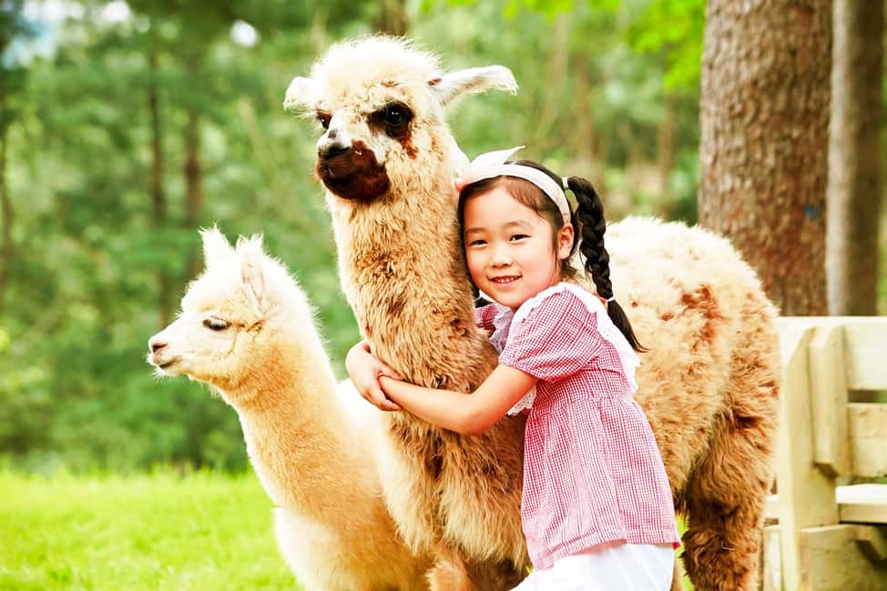 imagem n.2 de Seul: Tour Alpaca/Nami/Jardim da Manhã Calma (+ Bicicleta de comboio) atividade em Gapyeong-gun, carregada pelo fornecedor