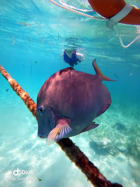 image n.23 of Akumal: Guided Turtle Snorkeling Tour and pictures activity in Akumal, uploaded by supplier