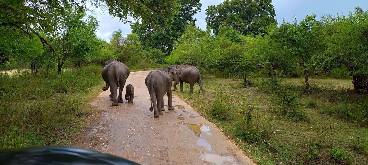 image n.23 of From Mirissa/Galle/Hikkaduwa: Udawalawa National Park Safari activity in Eastern Province, Sri Lanka, uploaded by supplier