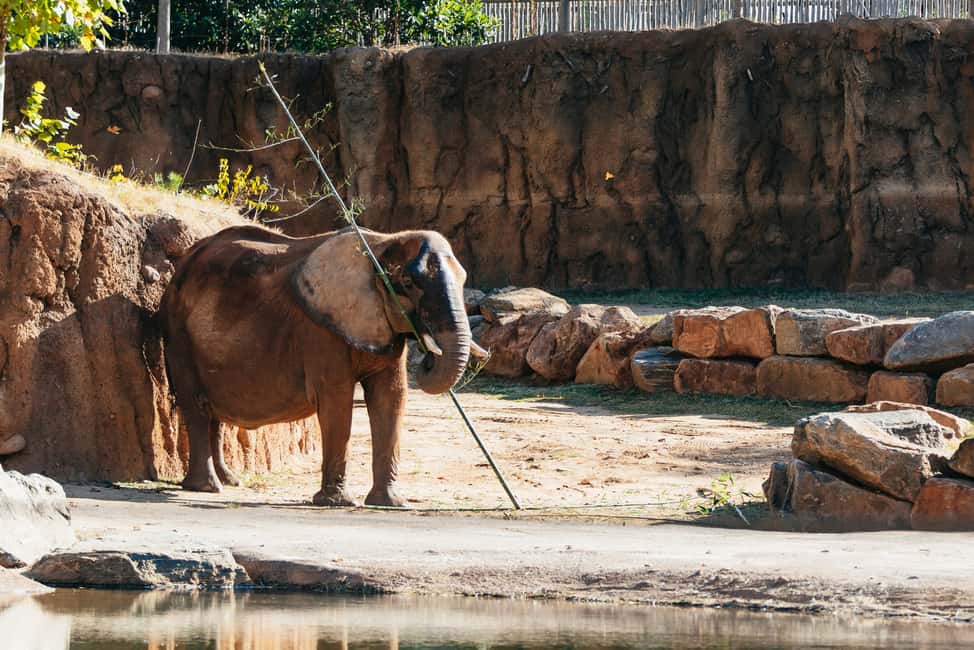 Image N°22 de Atlanta : Billet d'entrée générale au Zoo d'Atlanta activité à Atlanta, publiée par le prestataire