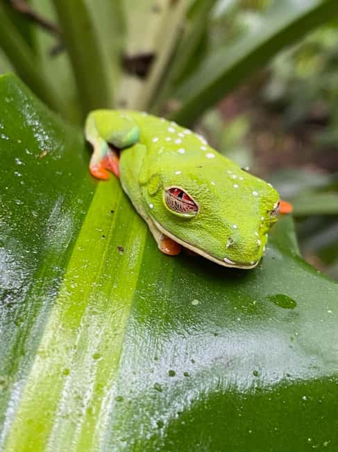 Immagine nº 18 di Guanacaste: gita di un giorno alla foresta pluviale, ai bradipi e alla natura con pranzo attività a Alajuela, caricata dal fornitore