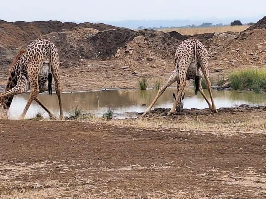 image n.9 of 2-Days Wildlife Safari to Tsavo East & Tsavo West Park activity in Coast Province, uploaded by supplier
