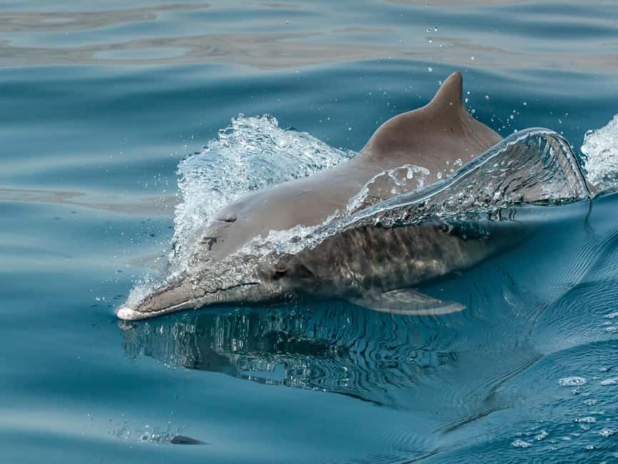 Immagine nº 5 di Da Muscat: escursione di un giorno alla scoperta dei delfini attività a Mascate, caricata dal fornitore