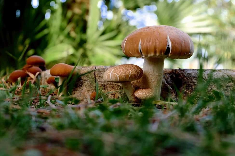 image n.2 of MUSHROOMS activity in Aosta, uploaded by supplier