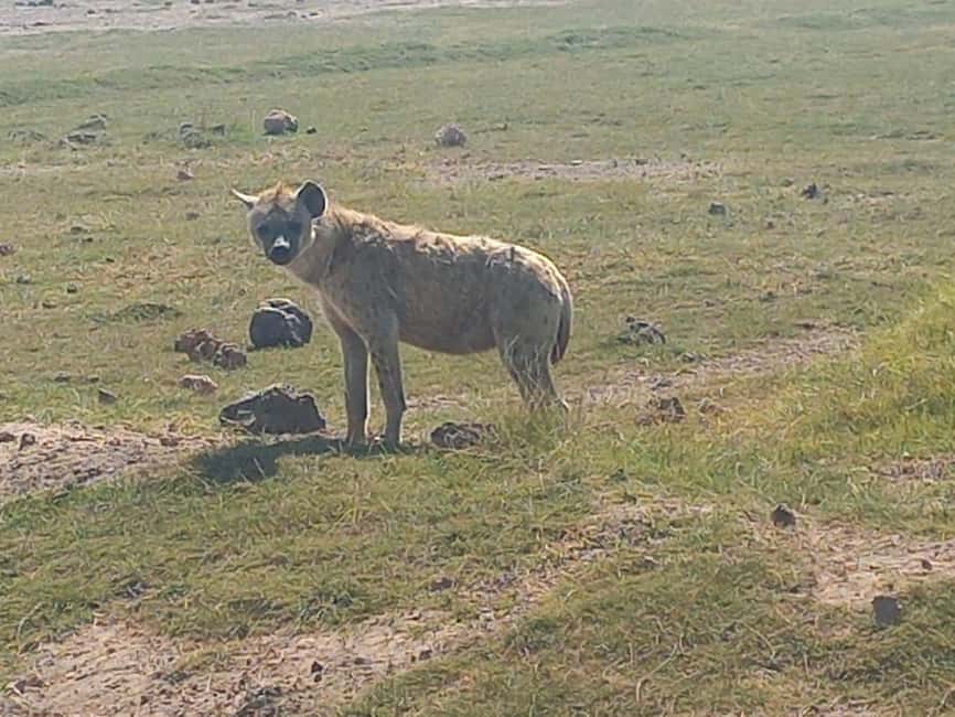 image n.11 of DAY TRIP AMBOSELI NATIONAL PARK FROM NAIROBI BUDGET SAFARI. activity in Central Kenya, uploaded by supplier