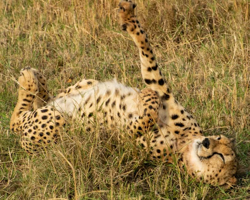 Image N°23 de Au départ de Nairobi : Safari en groupe de 3 jours et 2 nuits dans le Maasai Mara activité à Province centrale du Kenya, publiée par le prestataire