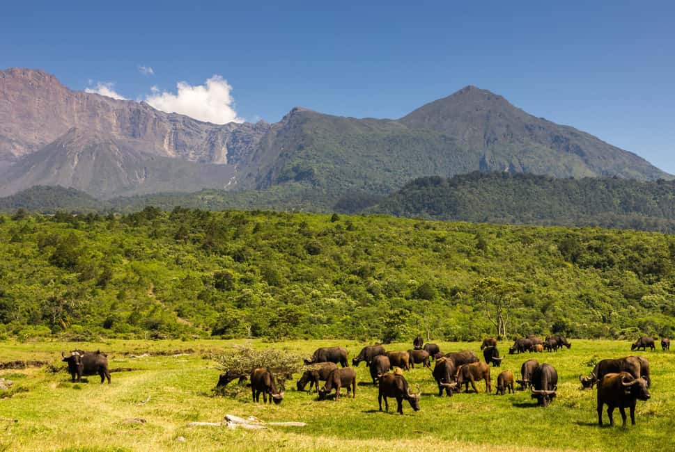 image n.2 of A Walking Safari in Arusha National Park activity in Arusha (Region), uploaded by supplier