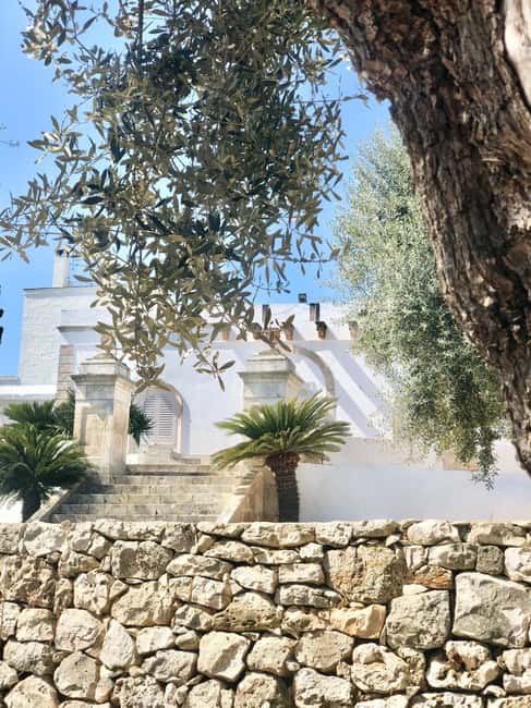 image n.9 of Ostuni: Farm tour among thousand-year-old olive trees with oil tasting activity in Ostuni, uploaded by supplier