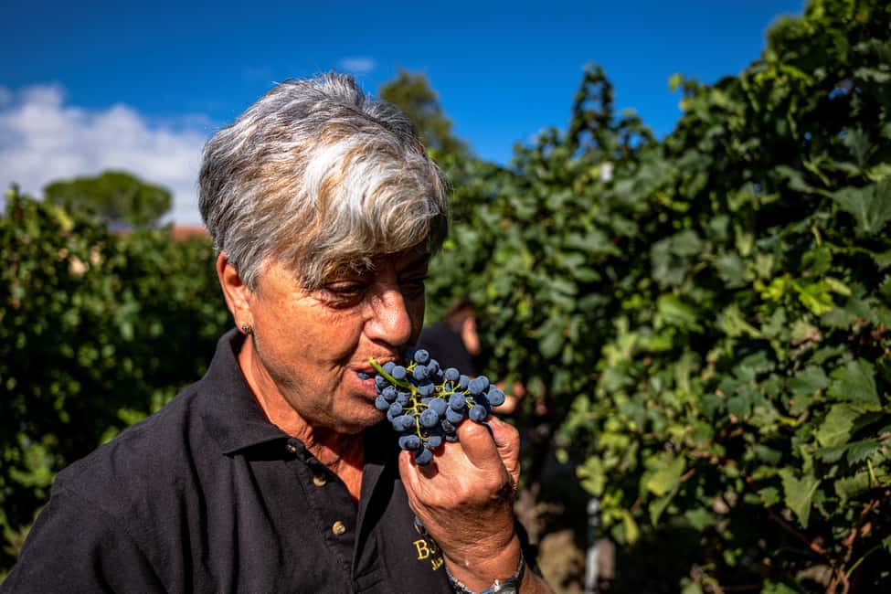 Immagine nº 34 di Montefalco: Tour della cantina e del vigneto e degustazione privata attività a Montefalco, caricata dal fornitore