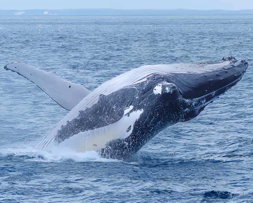 image n.13 of Noosa: Humpback Whale Watching Tour activity in Noosa Heads, uploaded by supplier
