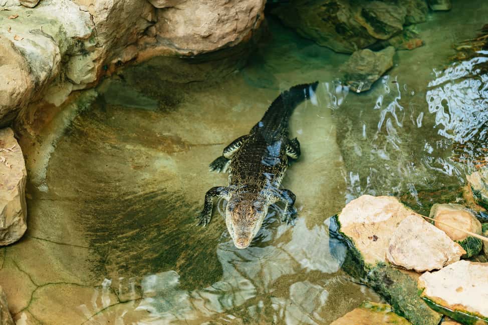 afbeelding n.11 van Barcelona: Dagticket voor de dierentuin van Barcelona activiteit in Barcelona, geüpload door aanbieder
