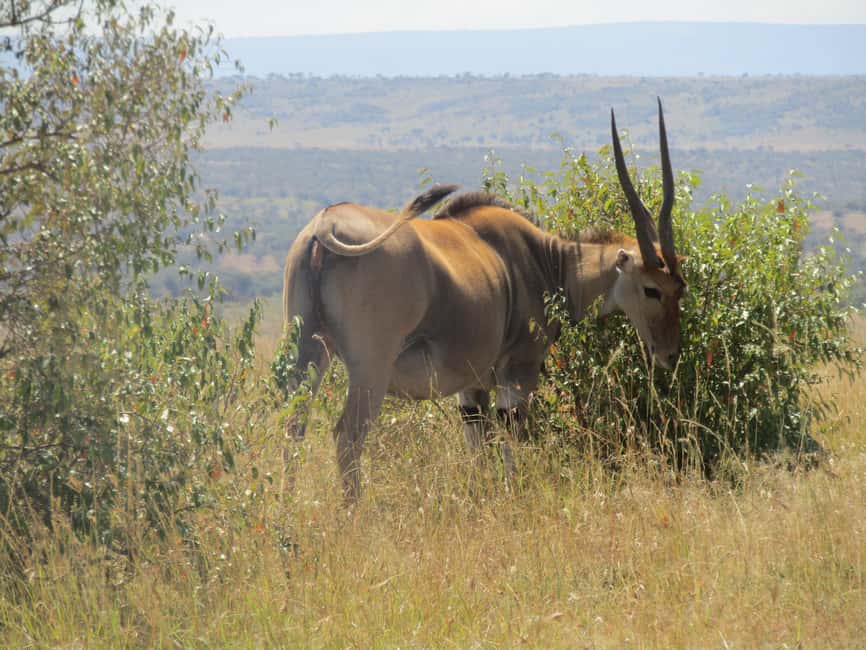 image n.20 of From Nairobi to Masai Mara Reserve & Village visit Day trip activity in Central Kenya, uploaded by supplier