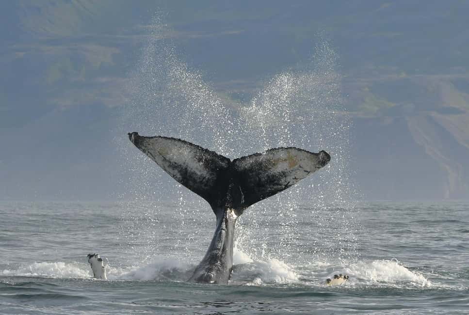 imagen n.º 7 de Húsavík: Excursión familiar y guiada de avistamiento de ballenas actividad en Norðurland Eystra, subida por el proveedor