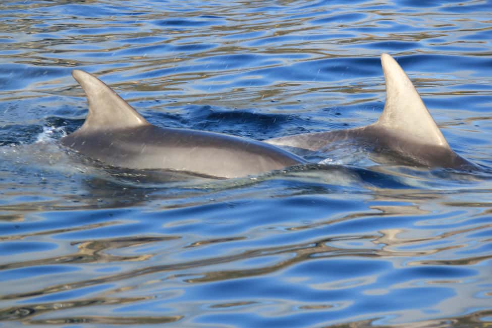 Bild Nr. 6 von Olbia: Bootstour mit Delfinbeobachtung und Schnorcheln Aktivität in Sardinien, hochgeladen vom Anbieter