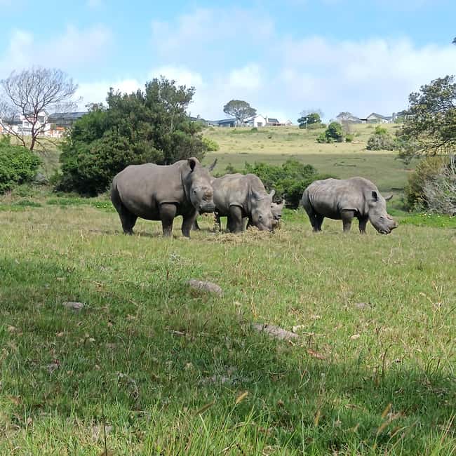 image n.35 of Addo Elephant Park and Kragga Kamma Game Park Combo activity in Gqeberha, uploaded by supplier