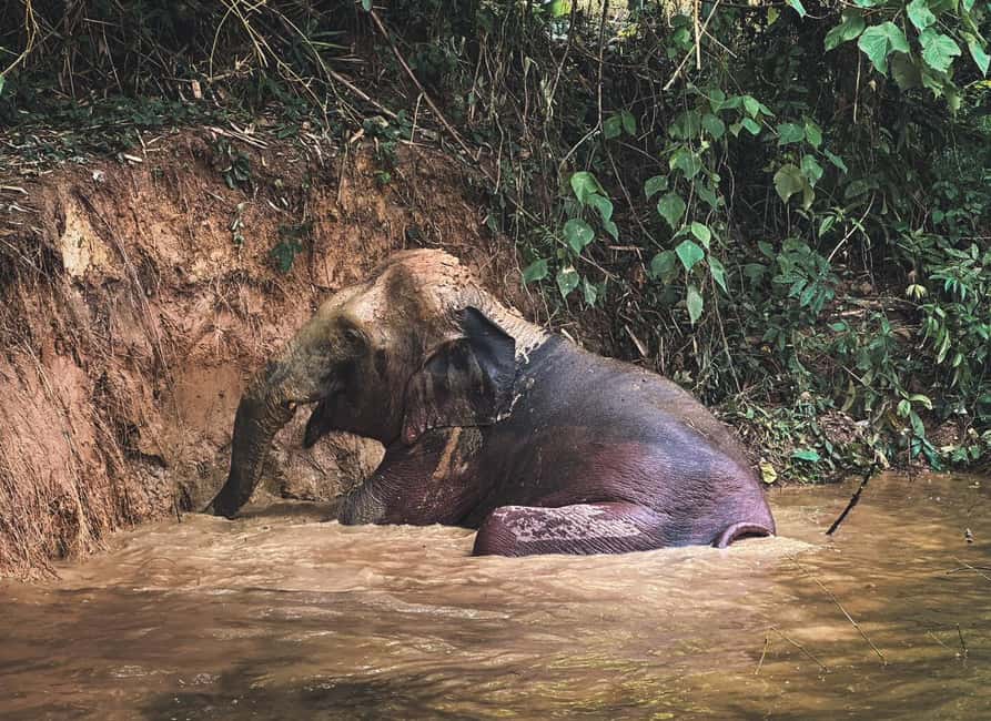 image n.8 of Phuket: Half-Day Elephant Explorer at Phuket Elephant Care activity in Kathu, Phuket, uploaded by supplier