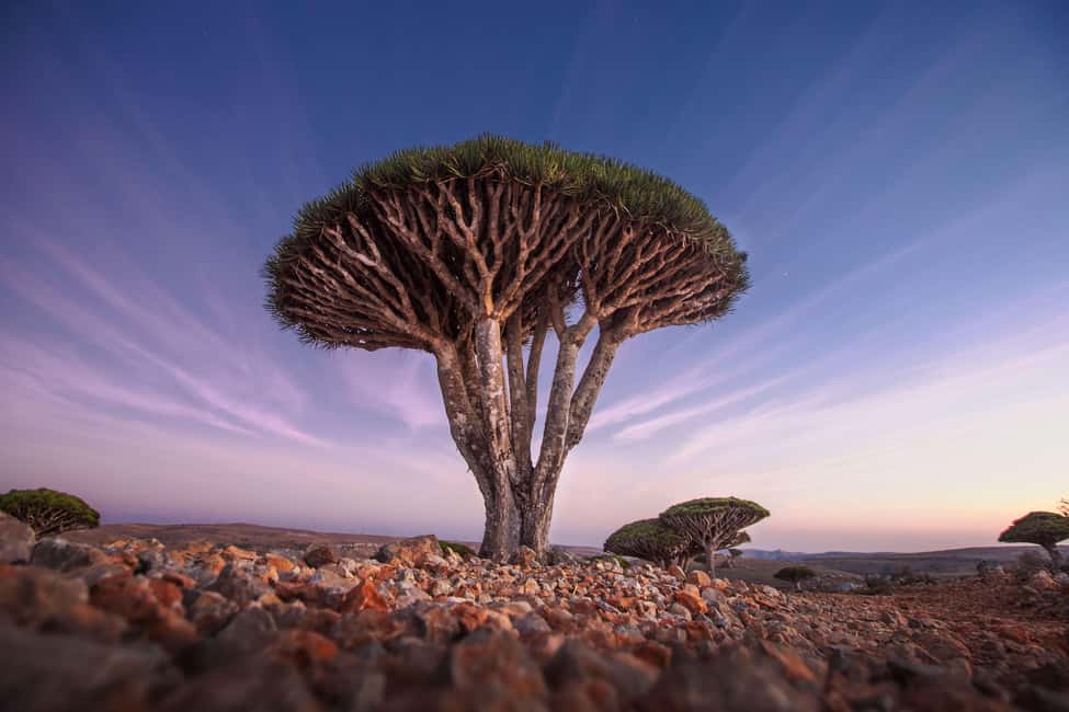 image n.5 of Socotra: Holistic Eco Tour & Adventure with Local Guides activity in Socotra, uploaded by supplier