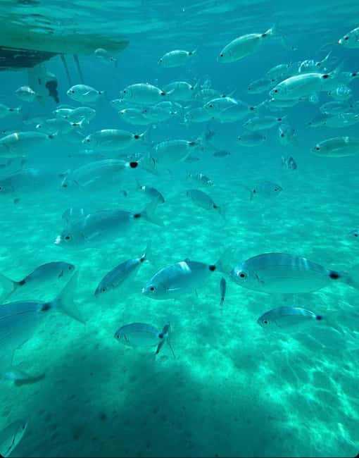 Bild Nr. 3 von Olbia: Bootstour mit Delfinbeobachtung und Schnorcheln Aktivität in Sardinien, hochgeladen vom Anbieter