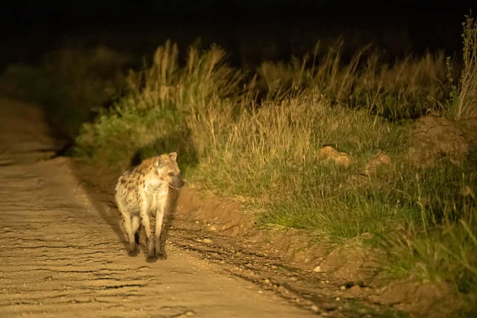 Image N°35 de Parc national du Serengeti : Safari en montgolfière à l'aube activité à Région de Mara, publiée par le prestataire