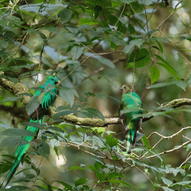 bild nr.1 av Privat transfer San José flygplats till/från Monteverde aktivitet i San José, Costa Rica, uppladdad av arrangören