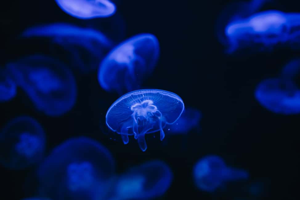 Bild Nr. 12 von Gebiet Heraklion: CRETAquarium Eintrittskarte Aktivität in Heraklion, hochgeladen vom Anbieter
