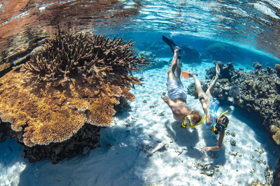 image n.22 of From Cairns: Great Barrier Reef Snorkel & Dive Adventure activity in Cairns, uploaded by supplier
