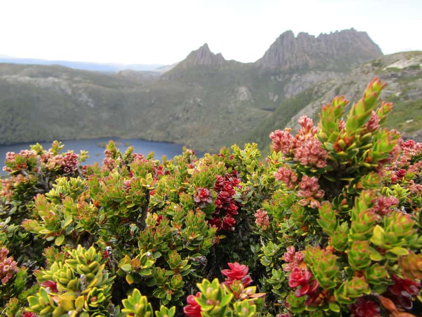 image n.10 of From Launceston: Cradle Mountain - Active Day Tour activity in Tasmania, uploaded by supplier