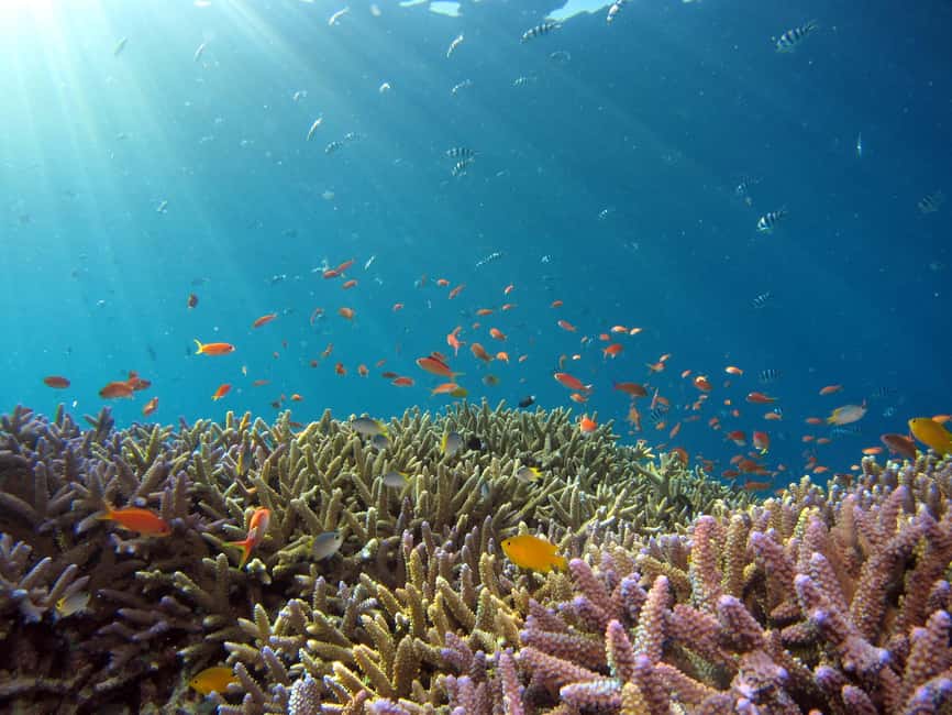 bild nr.5 av Snorkling i Röda havet med utrustning och gratis transfer aktivitet i Akaba, uppladdad av arrangören
