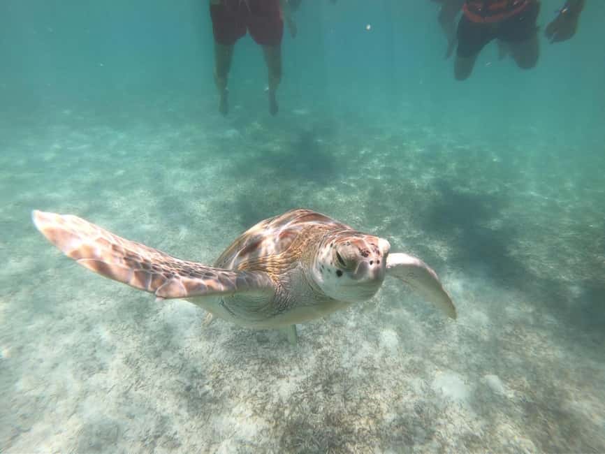 afbeelding n.7 van Akumal: Snorkelen met zeeschildpadden en koralen activiteit in Akumal, geüpload door aanbieder
