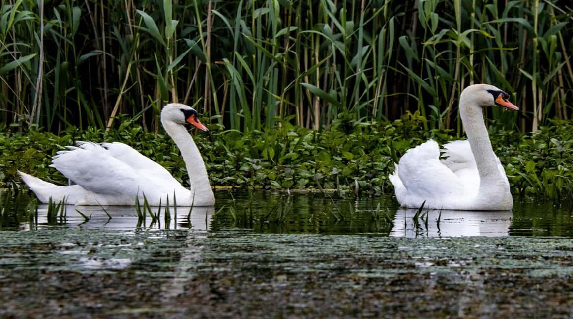 image n.4 of PREMIUM TOUR SMALL GROUP Bucharest: Day Trip to Danube Delta activity in Tulcea County, uploaded by supplier