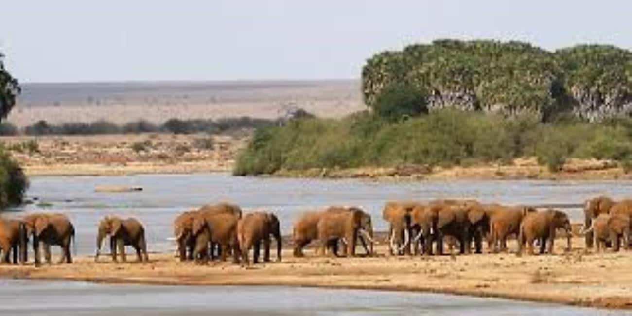 image n.93 of 2-Days Wildlife Safari to Tsavo East & Tsavo West Park activity in Coast Province, uploaded by supplier