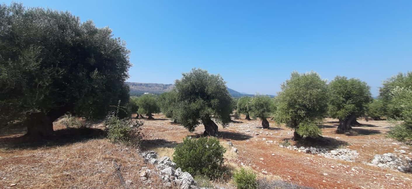 Immagine nº 23 di Ostuni: Tour in bicicletta con un bicchiere di vino e bruschetta attività a Ostuni, caricata dal fornitore