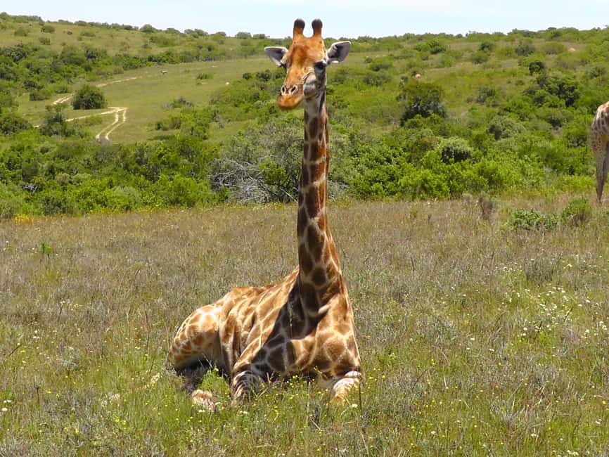 image n.19 of Port Elizabeth:2-Day Schotia Safaris & Addo Wildlife Reserve activity in Eastern Cape, uploaded by supplier