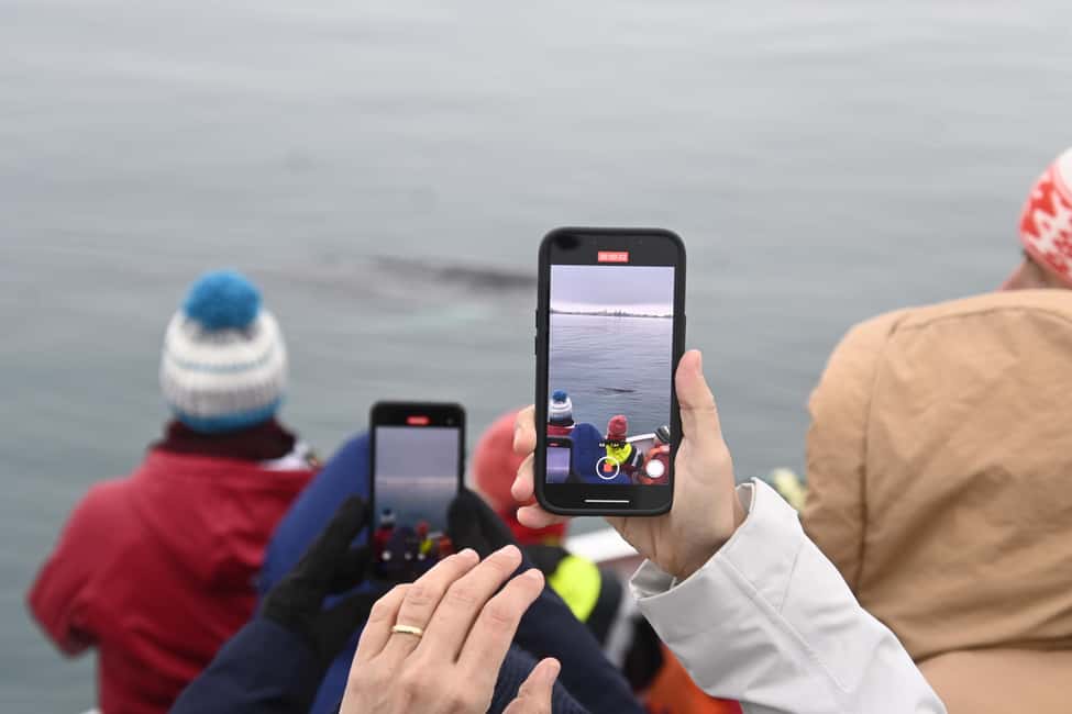 bild nr.4 av Reykjavik: den ursprungliga 3-timmars valskådningsturen aktivitet i Västisland, uppladdad av arrangören
