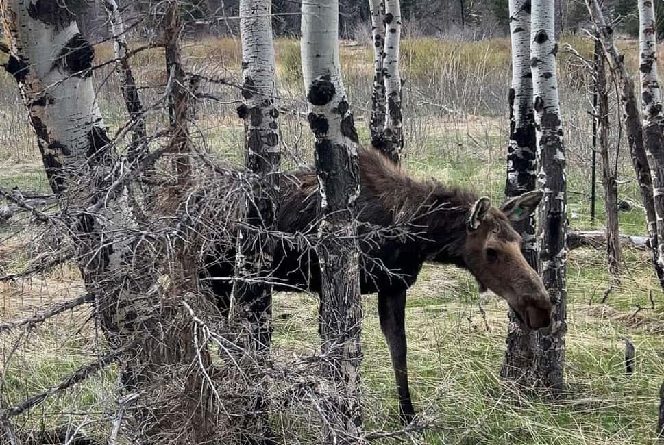 image n.9 of Denver/Boulder: Rocky Mountain National Park Tour activity in Denver, uploaded by supplier