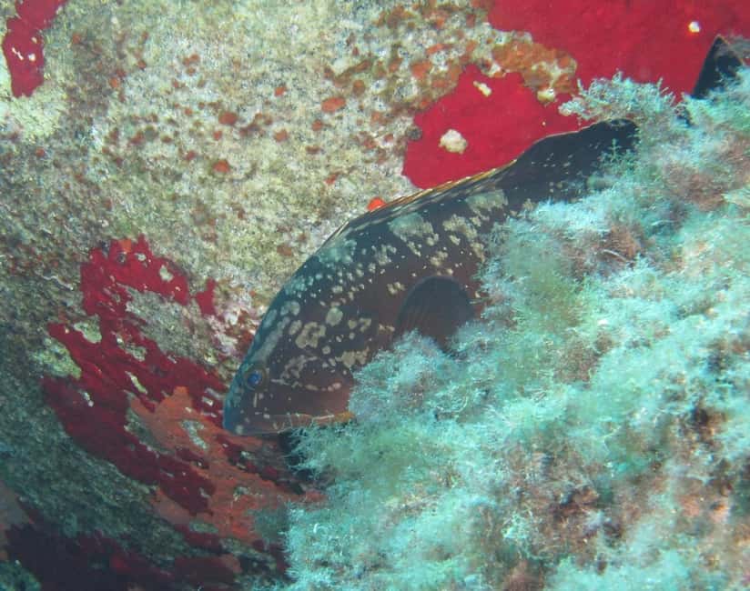 Immagine nº 6 di Villasimius: Capo Carbonara Prima immersione con istruttore attività a Villasimius, caricata dal fornitore