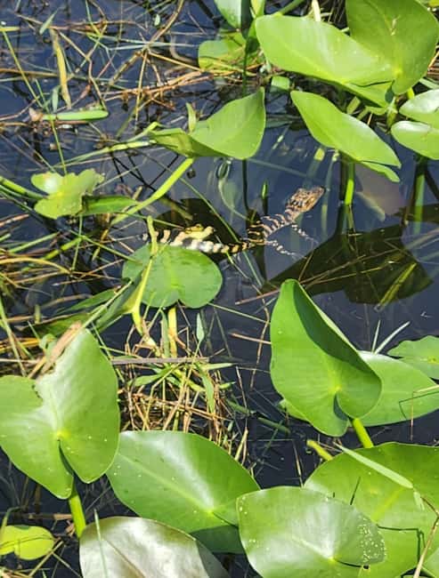 bild nr.12 av Miami: Everglades Airboat Eco Tour med lyxig transport aktivitet i Florida, uppladdad av arrangören