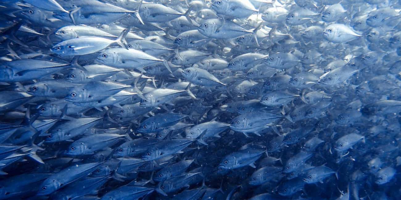 image n.2 of Cabo Pulmo Snorkeling activity in Baja California Sur, uploaded by supplier