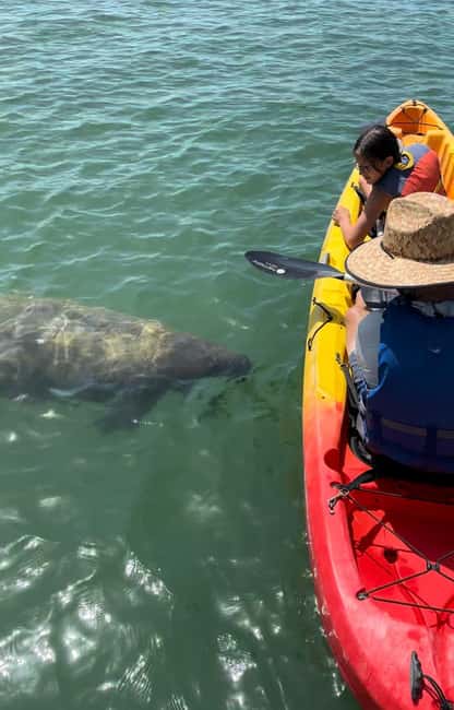 image n.4 of Bradenton: Anna Maria Island Guided Kayaking Manatee Tour activity in Bradenton, Florida, uploaded by supplier