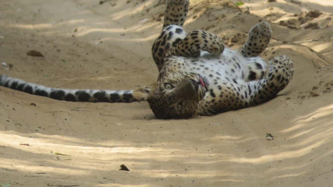 image n.14 of Anuradhapura: Full-Day Wilpattu National Park Private Safari activity in North Central Province, uploaded by supplier