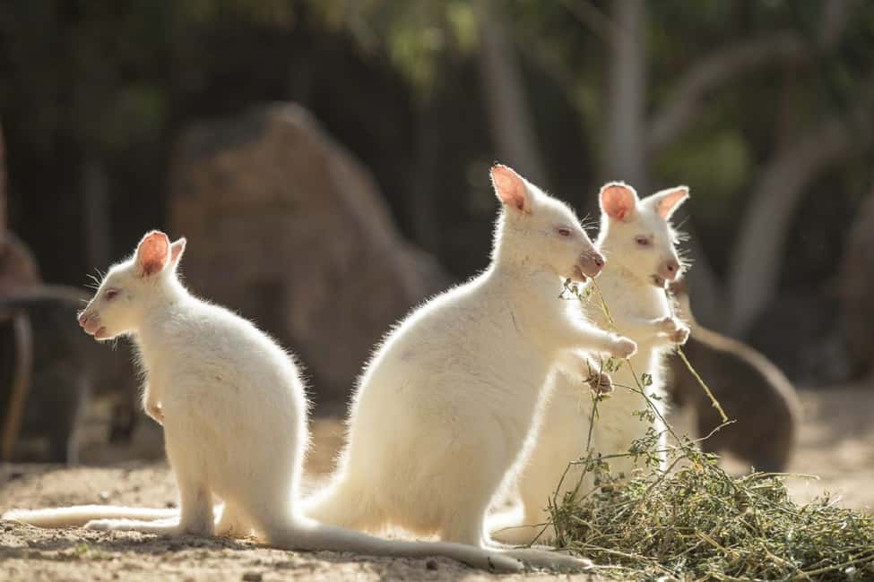 image n.9 of Fuerteventura: Oasis Wildlife Entry Ticket activity in La Lajita, uploaded by supplier