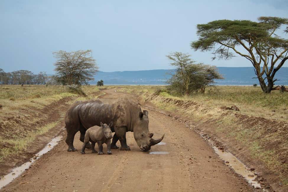 image n.3 of 5 Days Amboseli / Tsavo West & Tsavo East Safari activity in Coast Province, uploaded by supplier