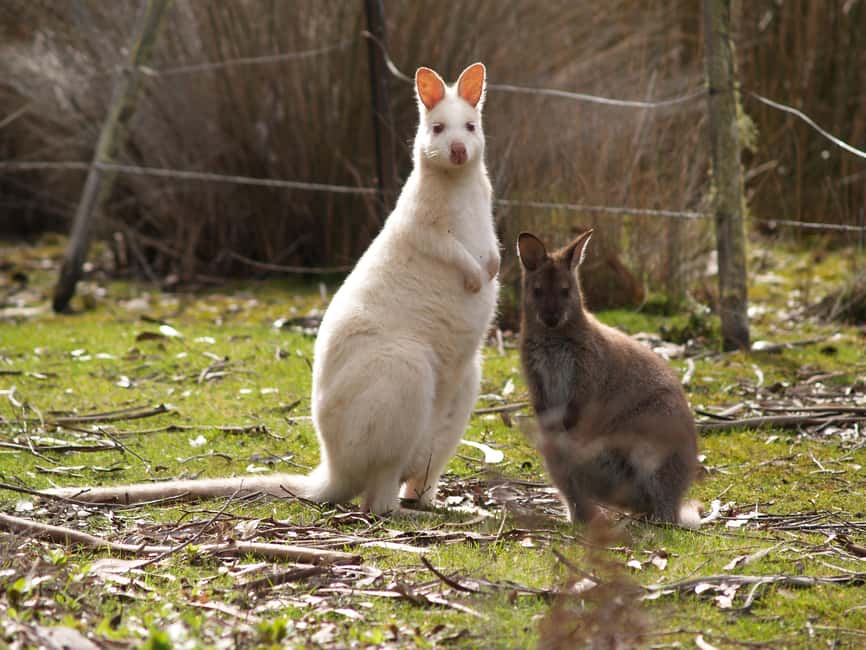 image n.6 of Hobart: Bruny Island Tour with Hotel Lunch & Lighthouse Tour activity in Tasmania, uploaded by supplier
