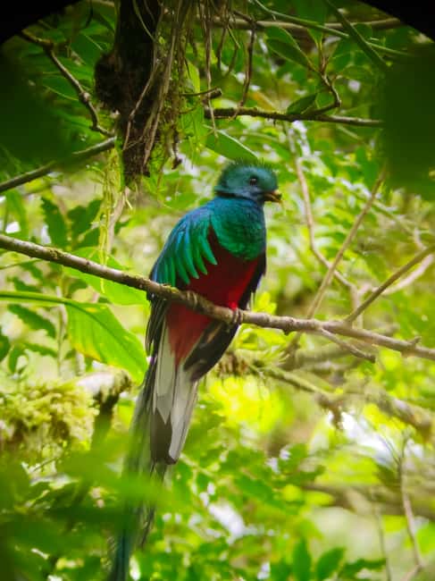 image n.1 of Monteverde: Cloud Forest Guided Walk activity in Monteverde, uploaded by supplier